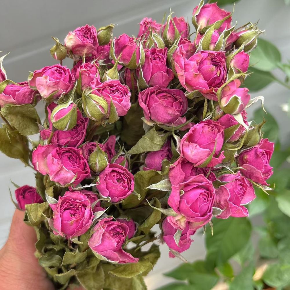 Натуральный букет из сухих роз – обзор и цена Resin Art Rose
